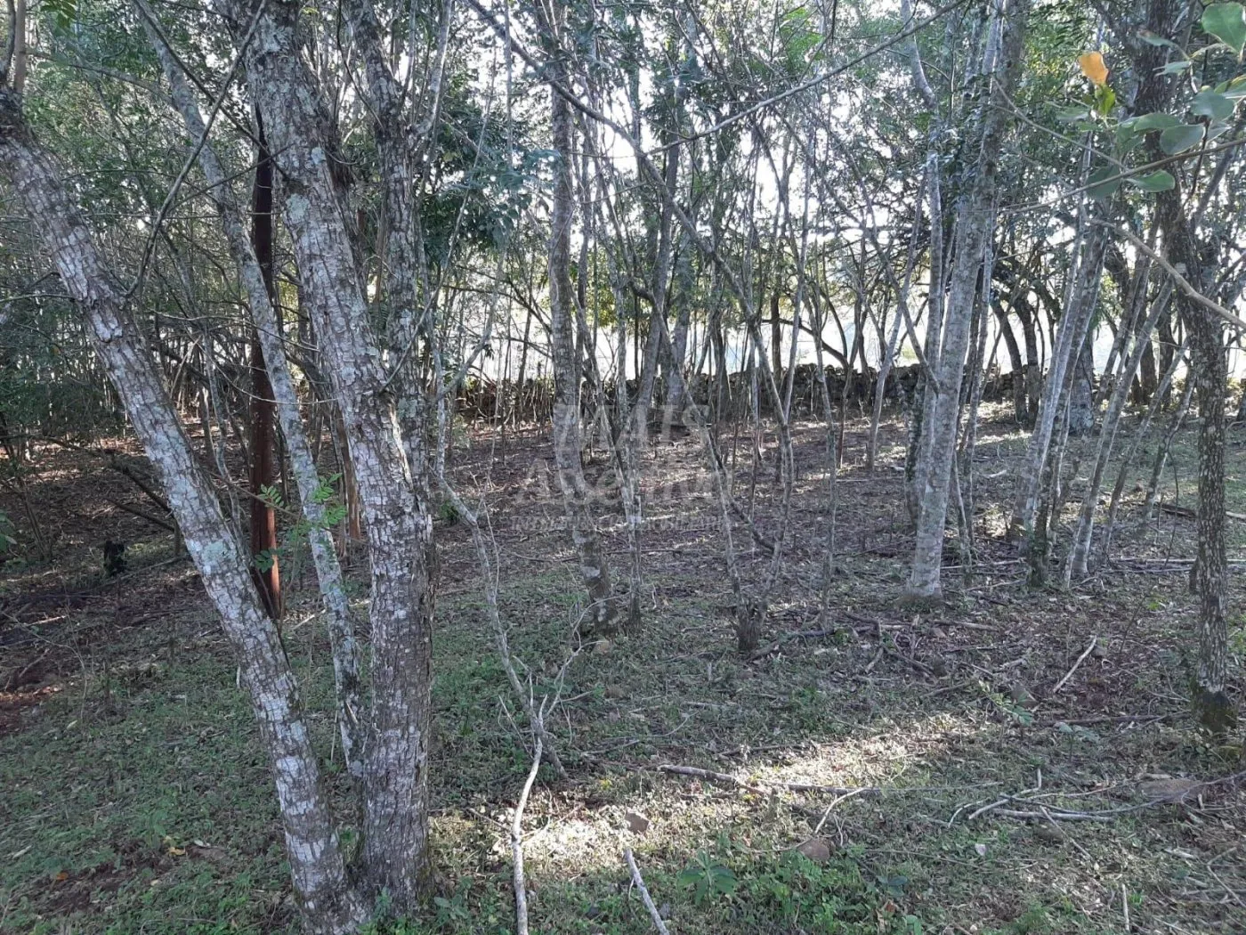 Imagem Área de 10 hectares para venda em São Francisco de Paula