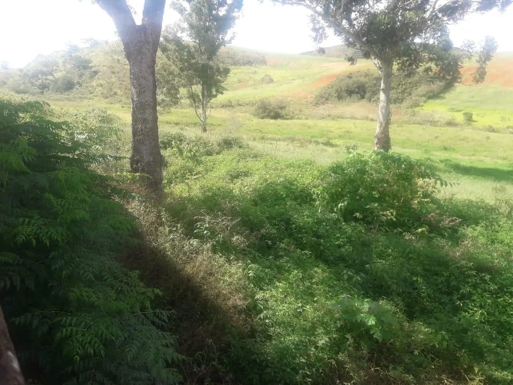 Imagem Vendo uma ótima fazenda em Passatempo 315 hectares