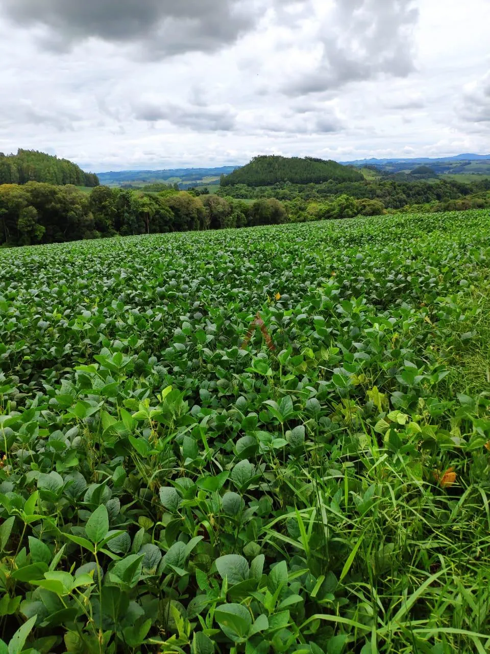 Imagem Fazenda à venda,260000.00m , CAMPINA DO SIQUEIRA, CANDOI - PR