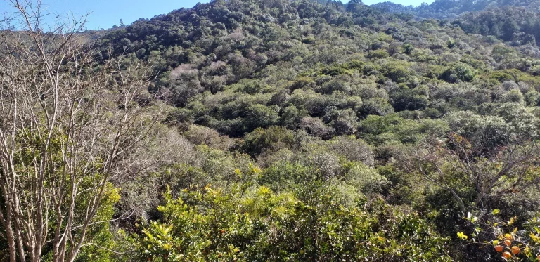 Imagem Chácara - Sítio Maria Madalena com 2,02 Alqueires - 49.000m² - Itambezinho!