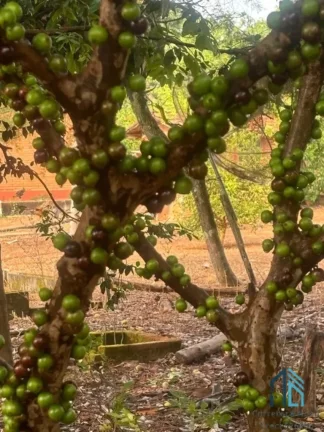Imagem Sítio com área verde e pomar, 14 alqueires, arrendado que planta soja, em Vianópolis Goiânia - GO