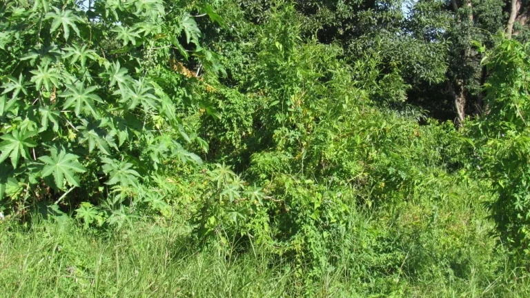 Imagem Terreno para Venda em Concórdia, Jardim