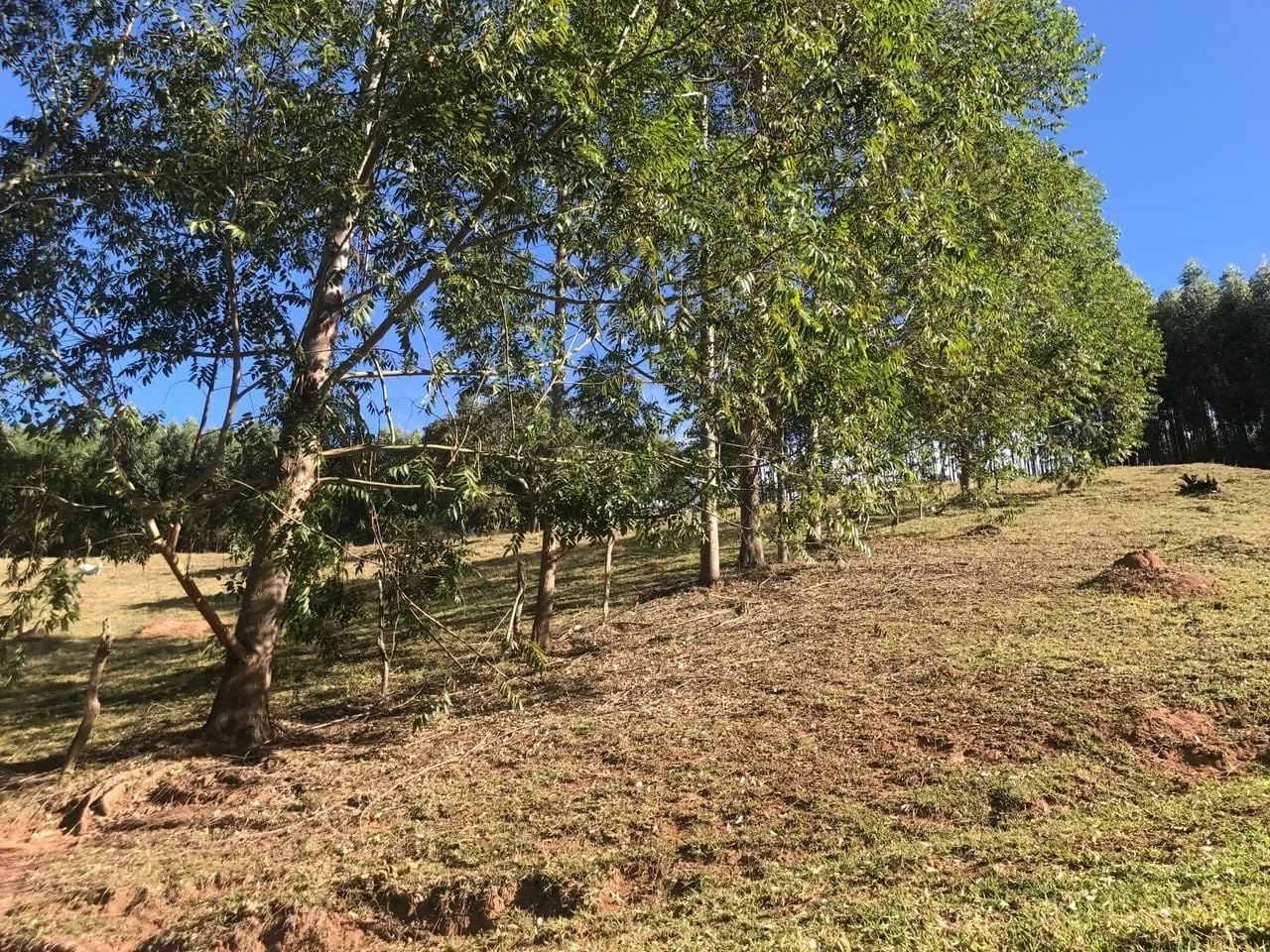 Foto do imóvel Chácara à venda 3 Quartos, 157000M², Bailaiero, Cunha - SP