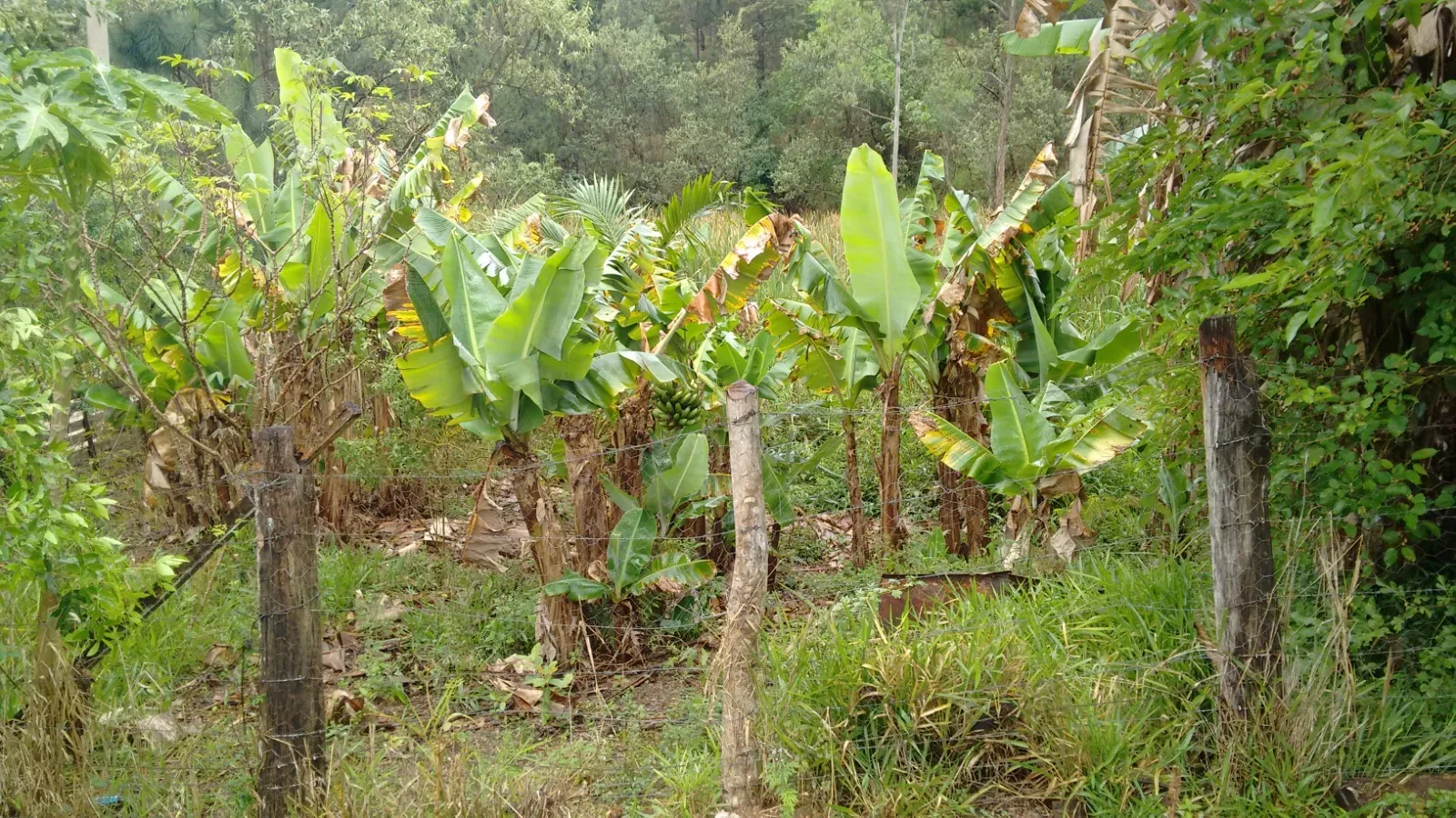 Imagem Oportunidade: Sítio com Muito Verde e Água de Nascente