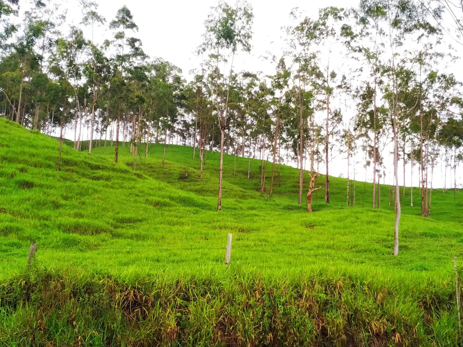 Imagem Chácara à venda 30000M², Zona Rural, Silveiras - SP