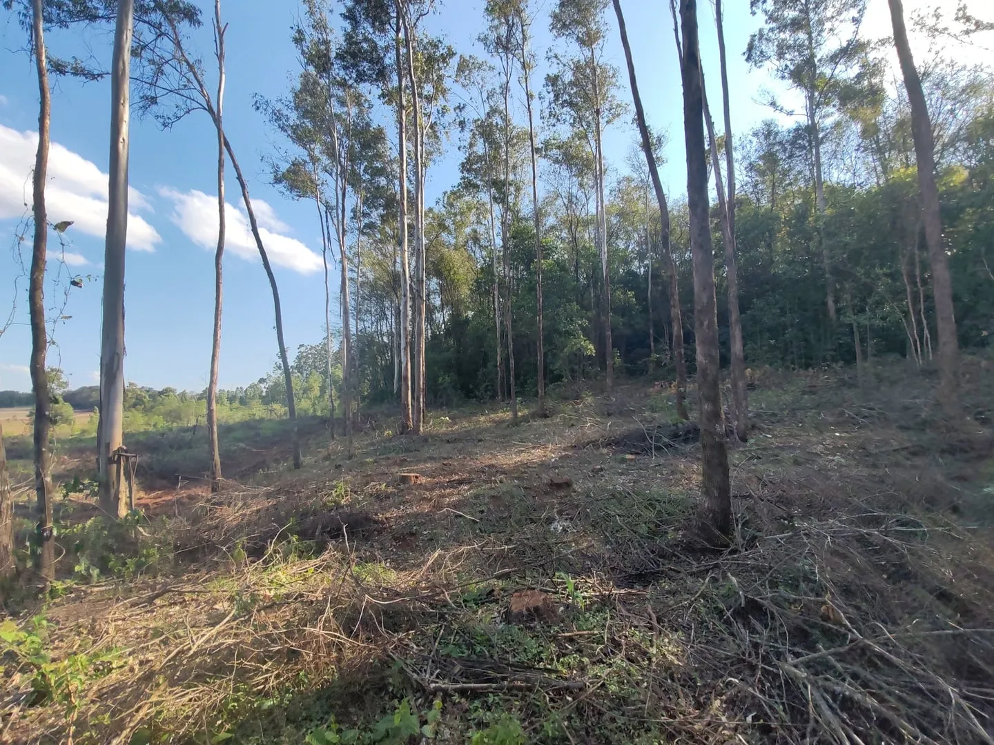 Imagem Chácara com 25.945 m² à venda em São Miguel do Iguaçu