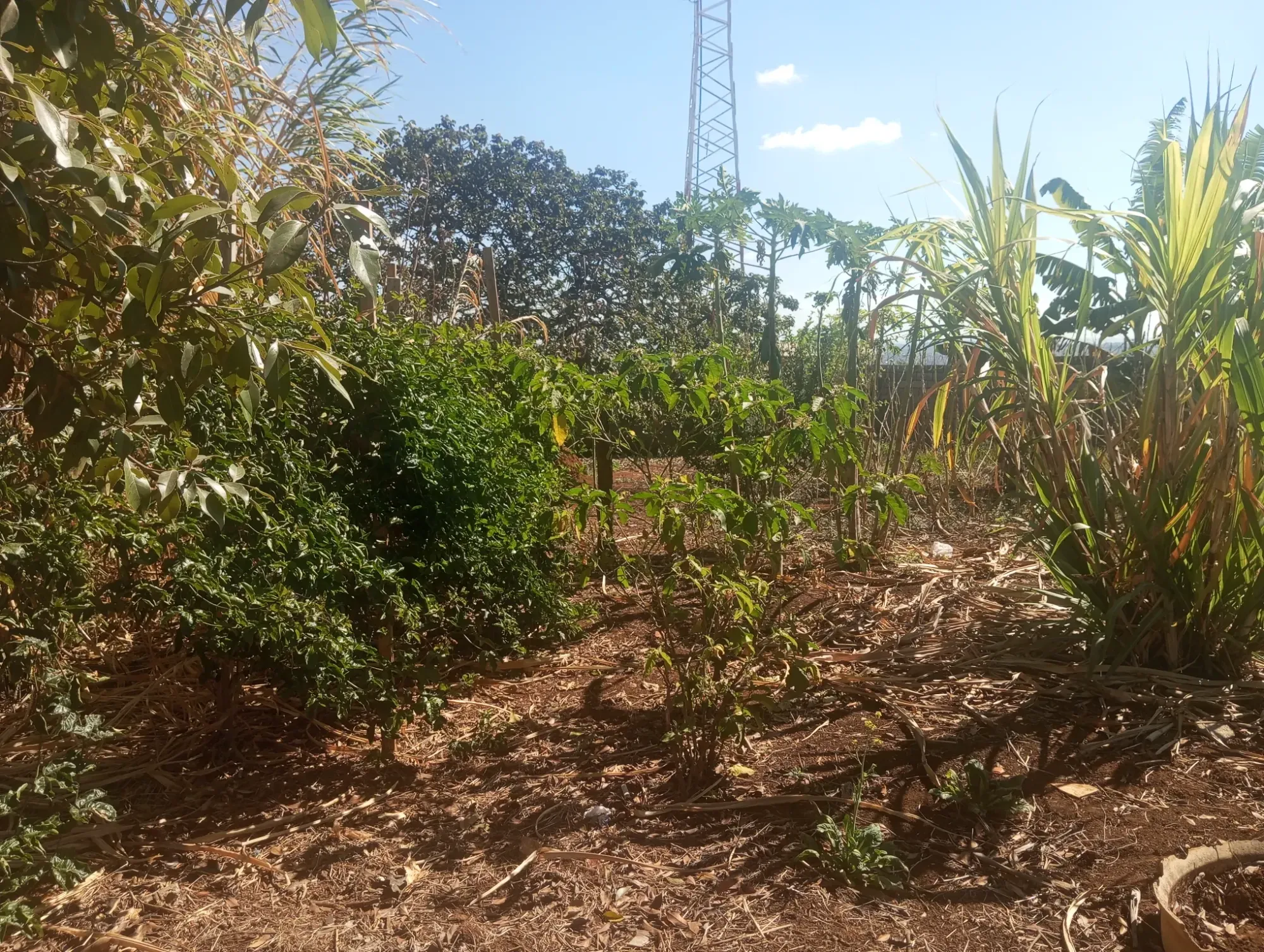 Imagem Chácara com 2 Quartos à Venda, 2.000 m² em Matozinhos - Matozinhos