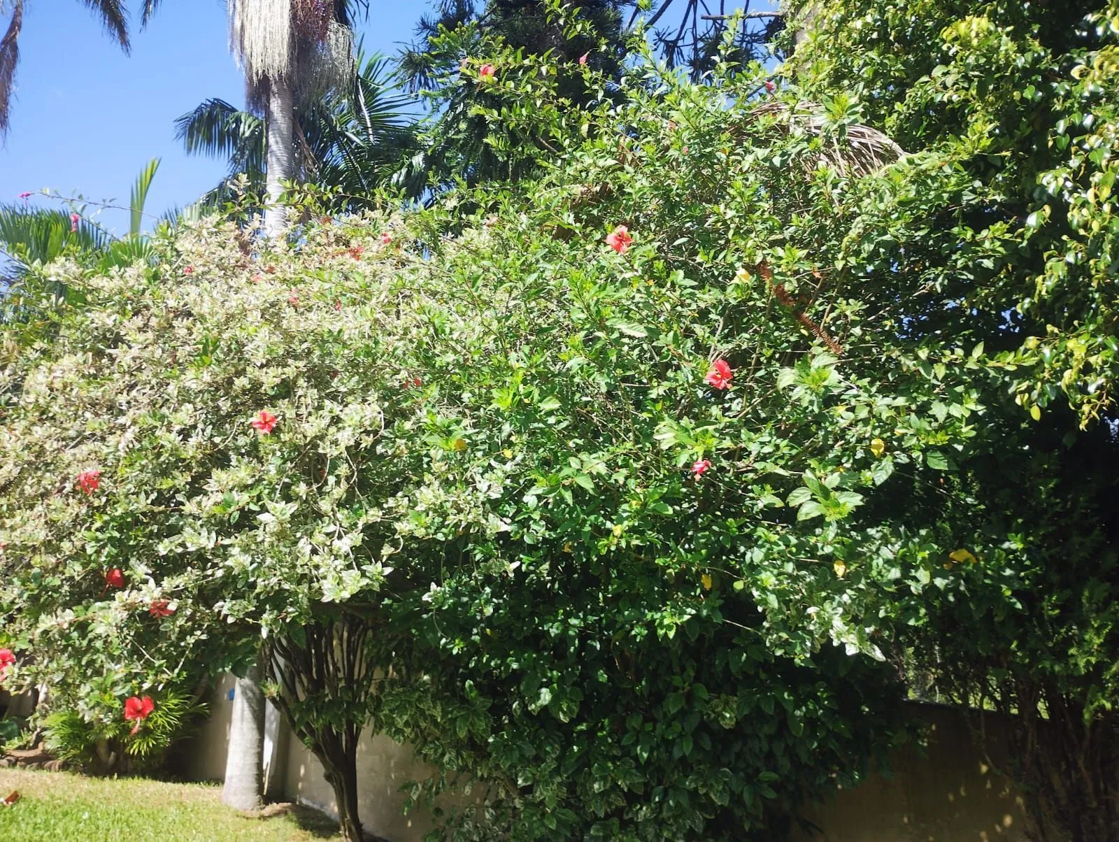 Imagem Casa 3 quantos com suíte, espaço gourmet, na Tristeza.