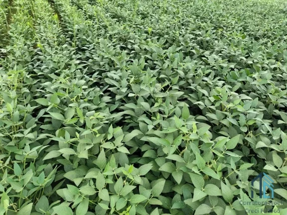 Imagem Terreno com 9,2 Alqueires, área verde ideal para plantio ou construção, em Campo Largo PR