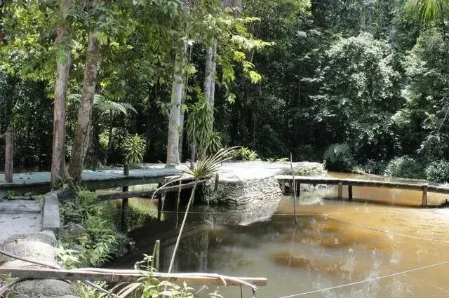 Imagem Sítio à Venda, 125.000 m² em Lago Azul - Manaus