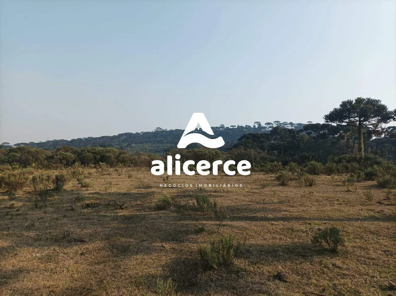 Imagem Fazenda Produtiva à Venda em São Joaquim/SC | 3.200 Macieiras | Araucárias | Lago | Nascente | Exclusividade Imobiliária Alicerce