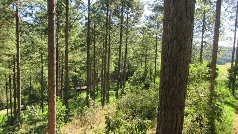 Imagem Área Agrícola para Venda em Jaborá, Rural