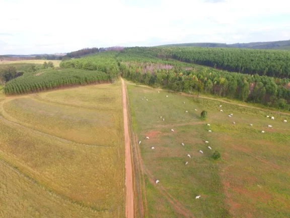 Imagem Itirapina/SP, Sitio 19 alqueires ideal para pecuária
