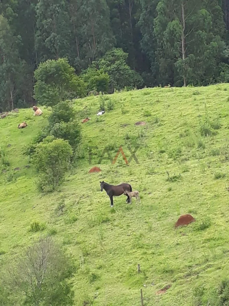 Imagem Chácara, JORDÃO, GUARAPUAVA - PR