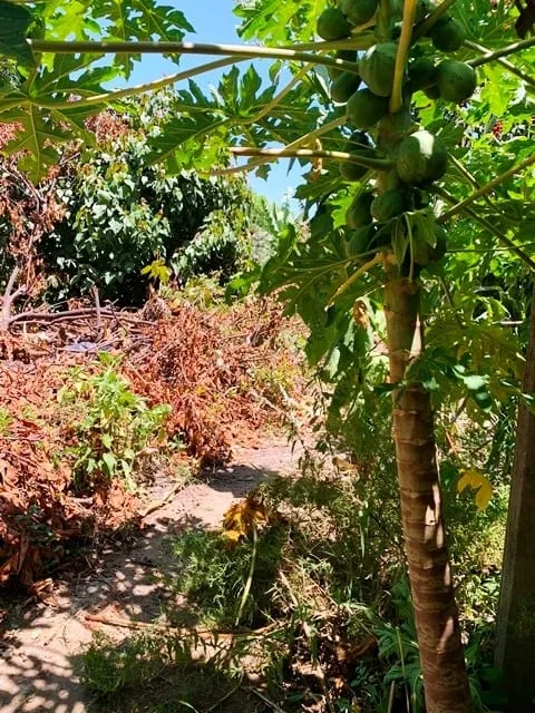 Foto do imóvel Terreno à venda 330M², Cidade Nova, Pindamonhangaba - SP