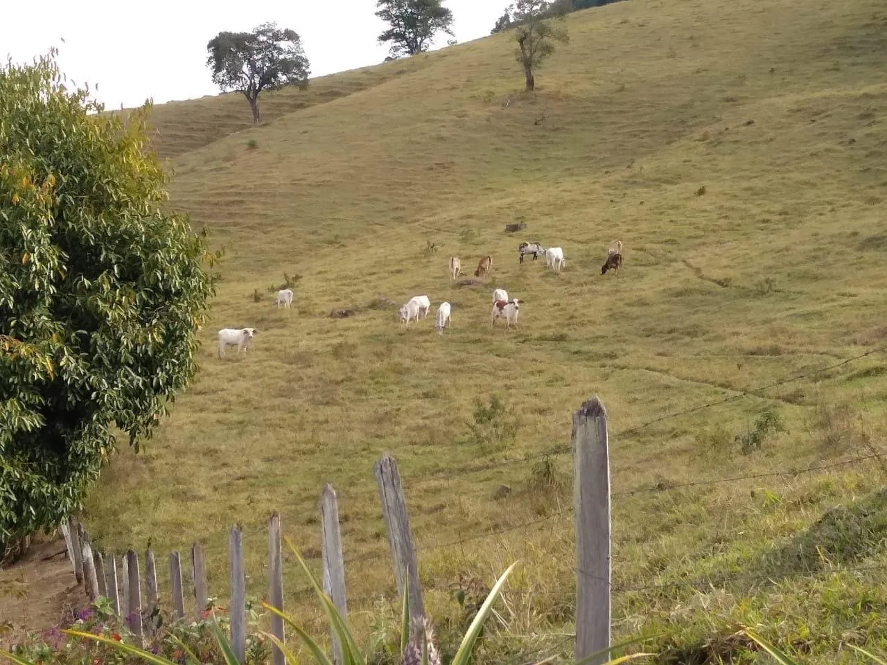 Imagem FAZENDA COMPLETA E ESTRUTURADA PARA PECUÁRIA - 105,5 ALQUEIRES