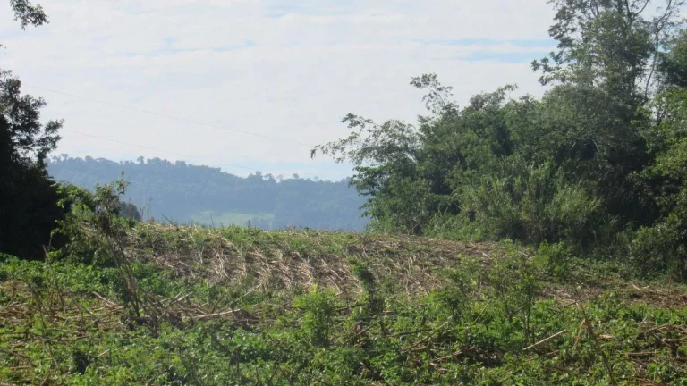Imagem Área Agrícola para Venda em Concórdia, Barra do Pinhal