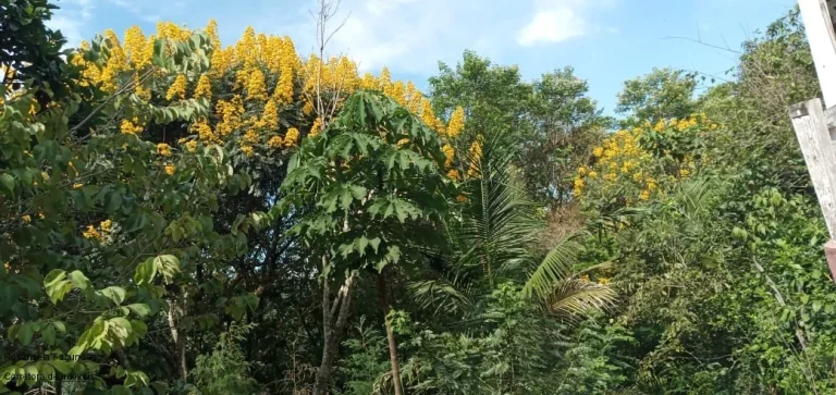 Imagem CHACARA RURAL em CALDAS - MG, CAMPININHA