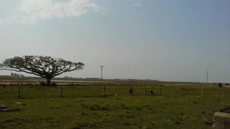 Imagem Fazenda à Venda – 194 Hectares – Viamão/RS