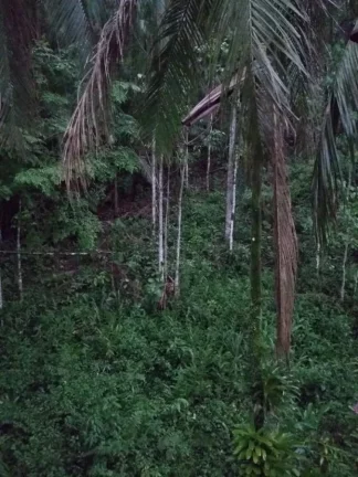Foto do imóvel Chácara para Venda em Morretes, Estrada do Anhaia em Estrada do Anhaia