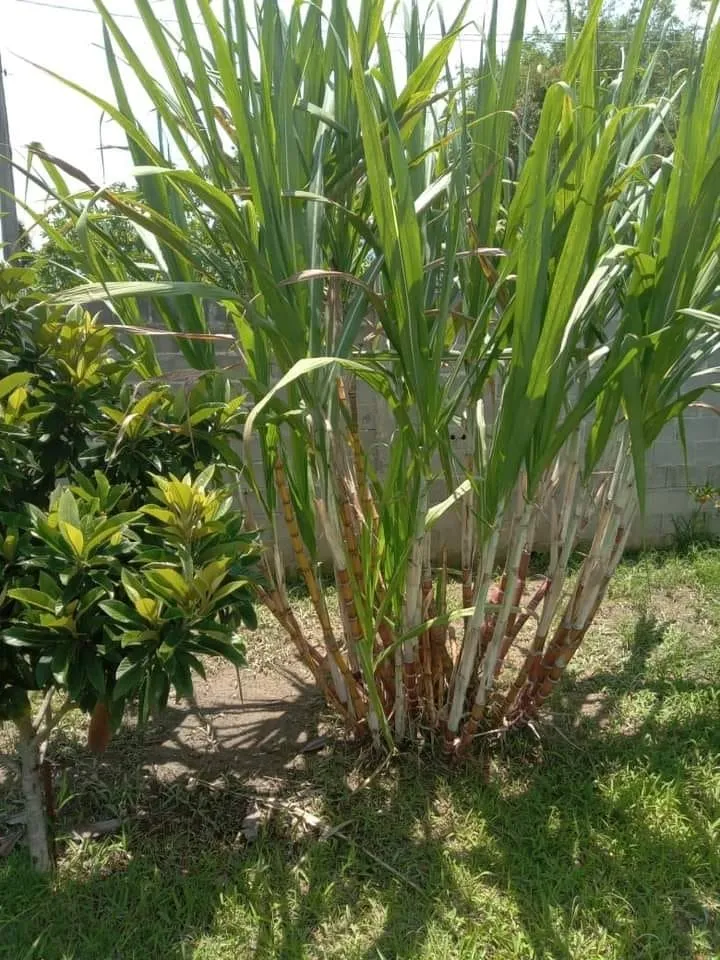 Imagem Chácara à venda 2 Quartos, 2 Vagas, 630M², Mandú, Pindamonhangaba - SP