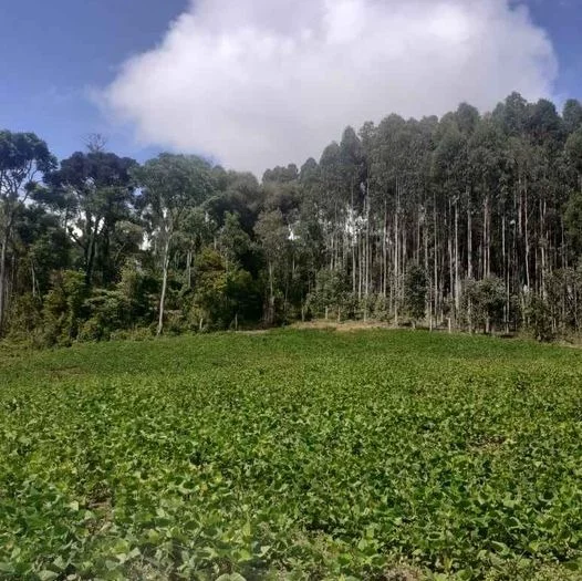 Imagem CHACARA RURAL em ANTÔNIO OLINTO - PR, Antonio Olinto
