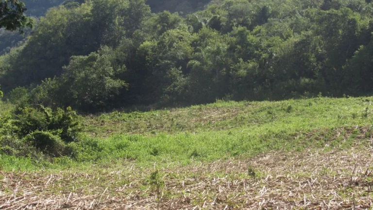 Imagem Área Agrícola para Venda em Concórdia, Barra do Pinhal