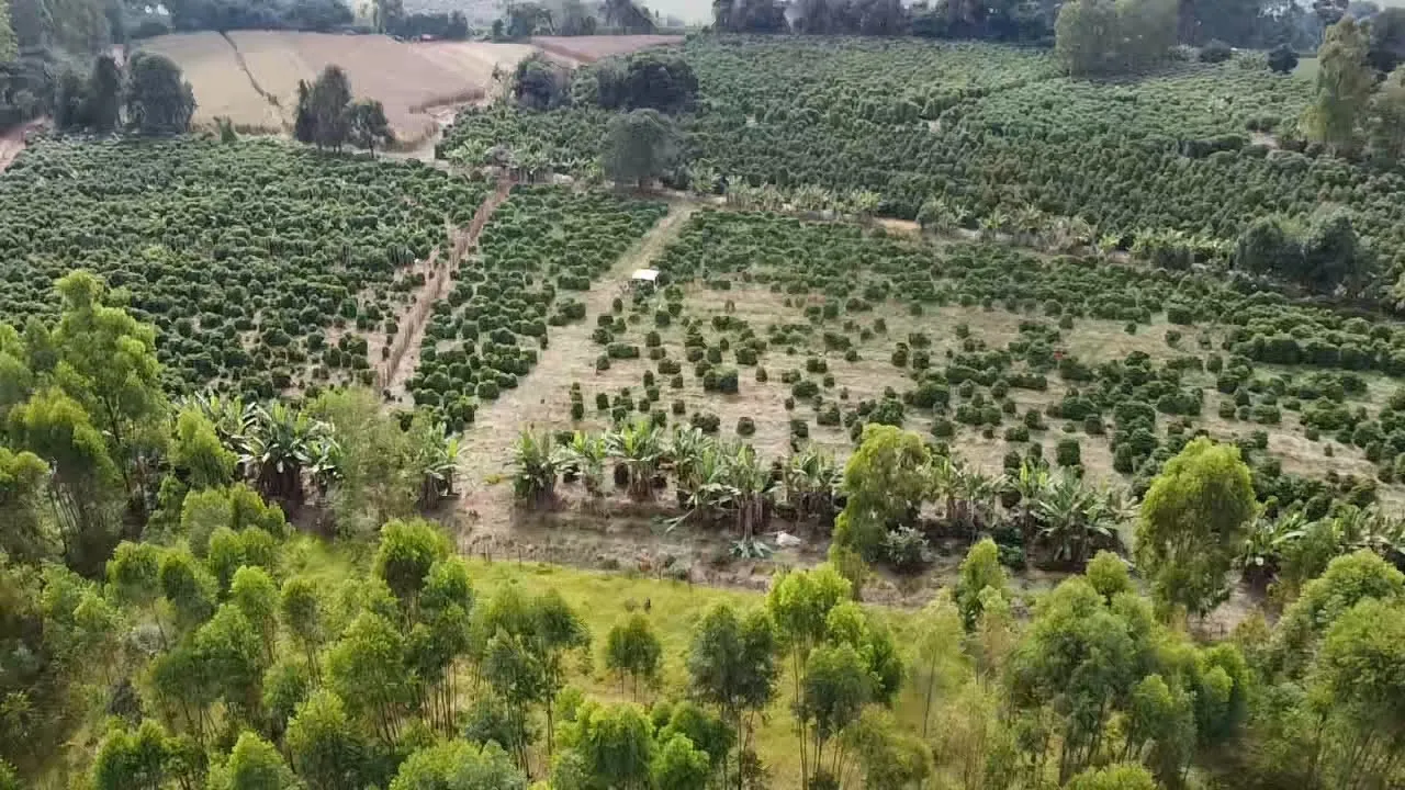 Imagem Sítio 1,3 ha à venda em Capituvas, Campestre