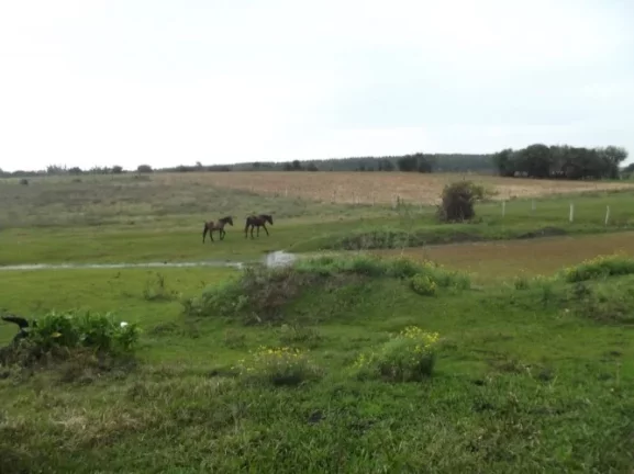 Imagem Sitio Rural com 10.8 hectares, Aguadas, Costa do Oveiro, Viamão/RS