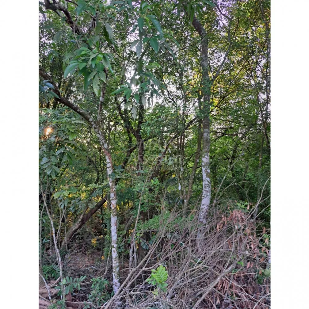 Imagem Santo Antônio da Patrulha RS - Localidade de Pinheirinhos.
R$ 270.300,00 A que busca uma área...