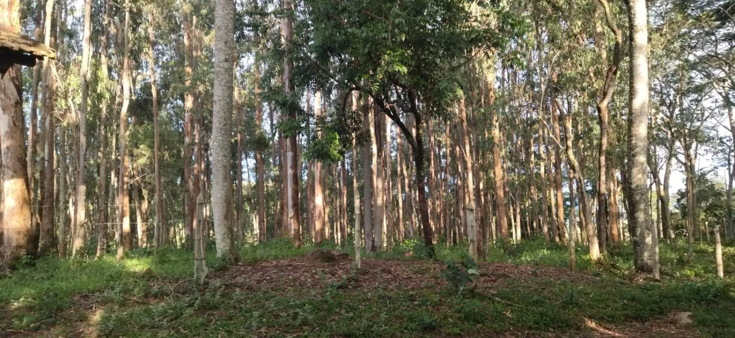 Imagem Vendo um belíssimo sítio em Carmópolis de Minas com 10 hectares de terra,