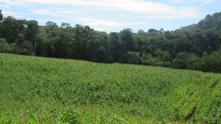 Imagem Área Agrícola para Venda em Concórdia, Rural