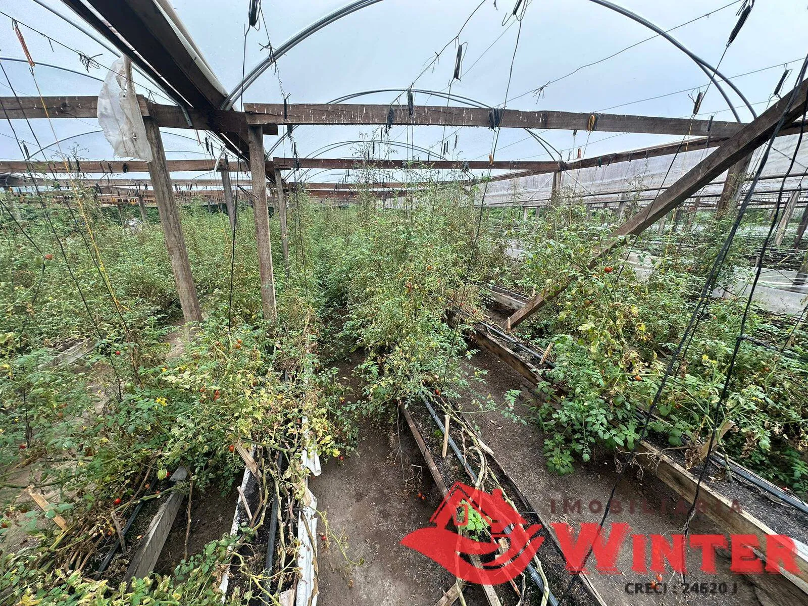 Imagem Plantação de tomates já produzindo.