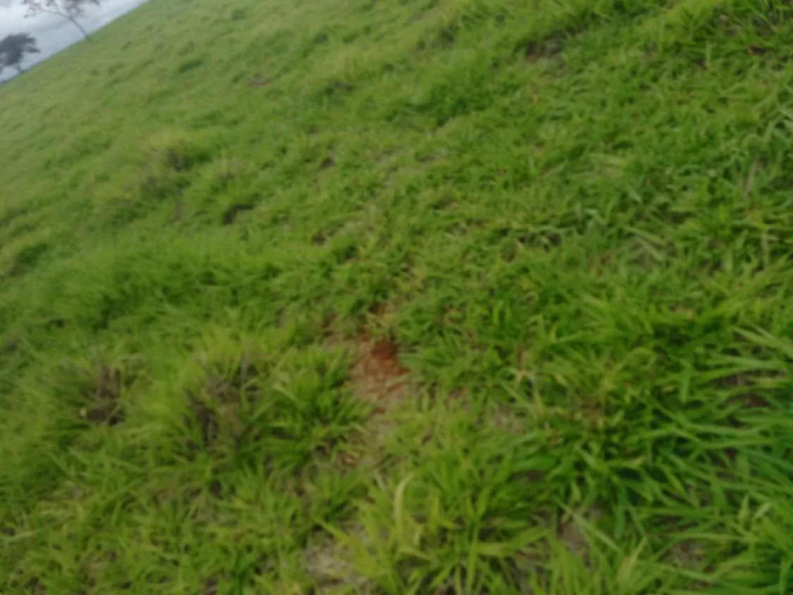 Imagem Excelente terreno rural à venda em Passa Tempo/MG 50 hectares de terra