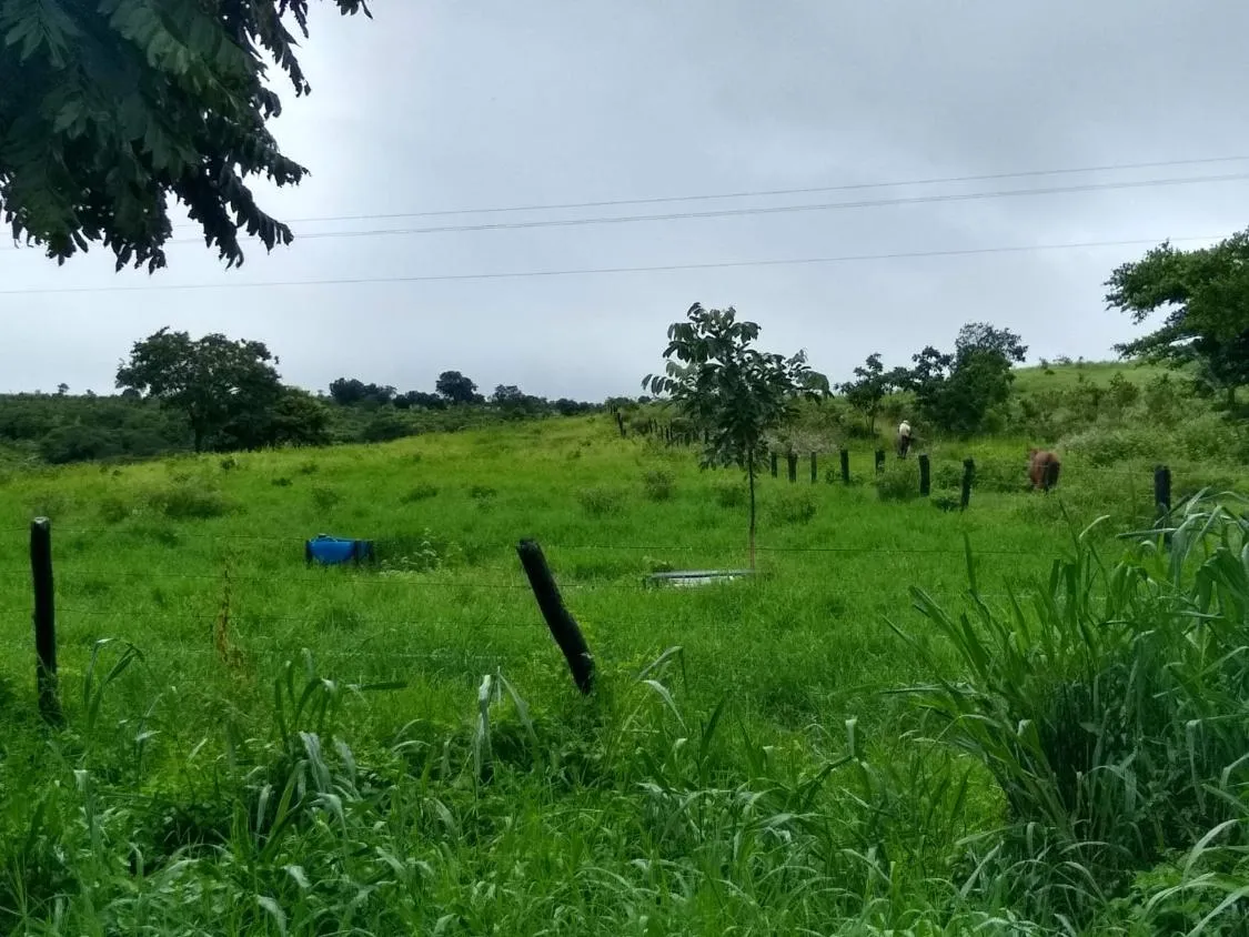 Imagem Oportunidade Imperdível: Fazenda de 1.272 Hectares em Augusto de Lima