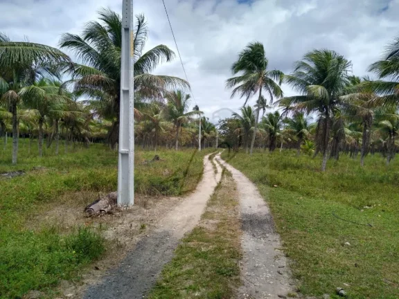 Imagem Vendo Fazenda produtiva 250mil m2, Conde / BA