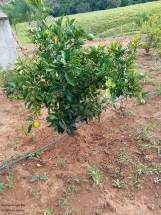 Imagem CHACARA RURAL em CALDAS - MG, Zona Rural