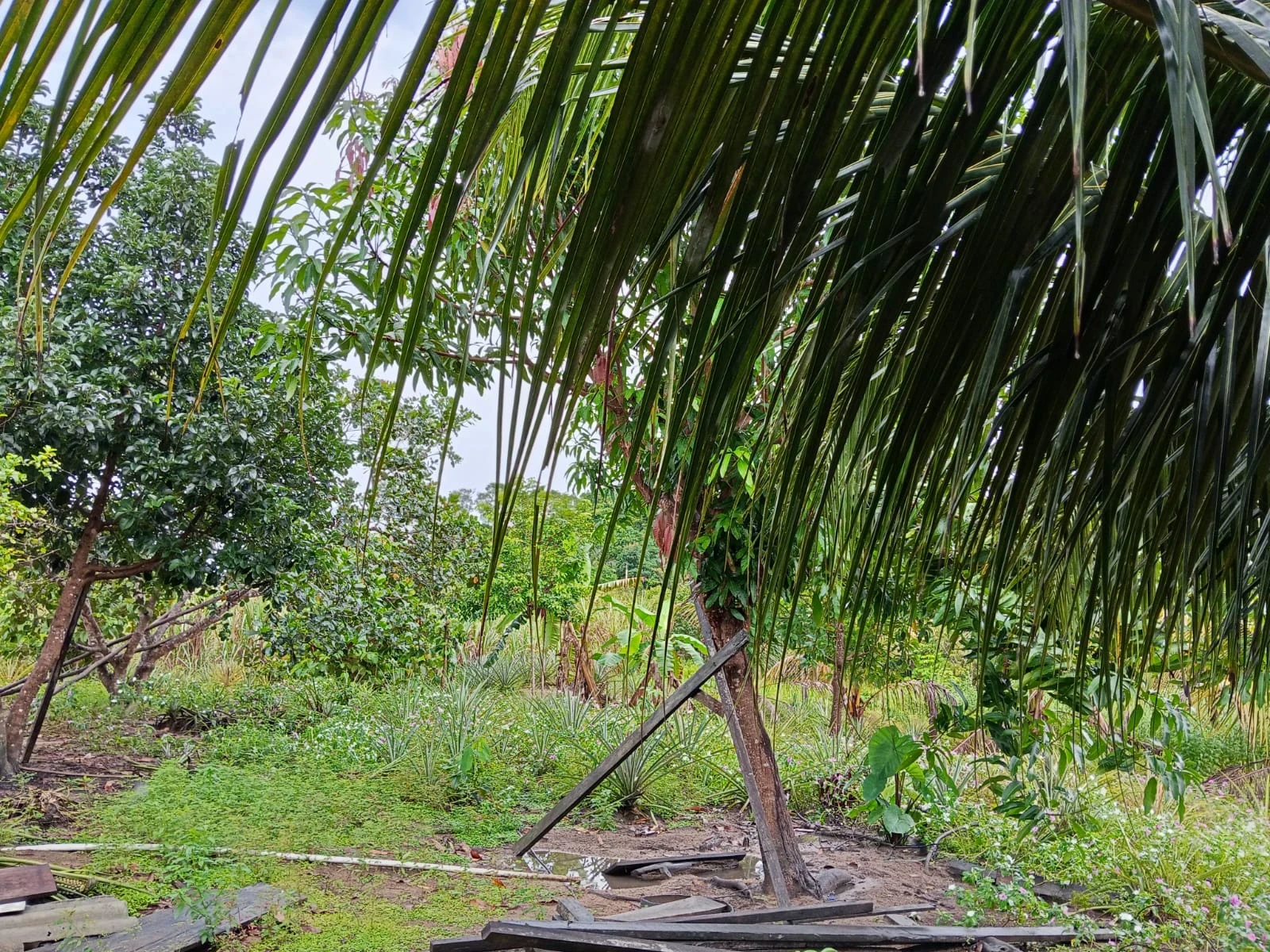 Imagem Fazenda à Venda, 132 m² em Candeias do Jamari - Candeias do Jamari