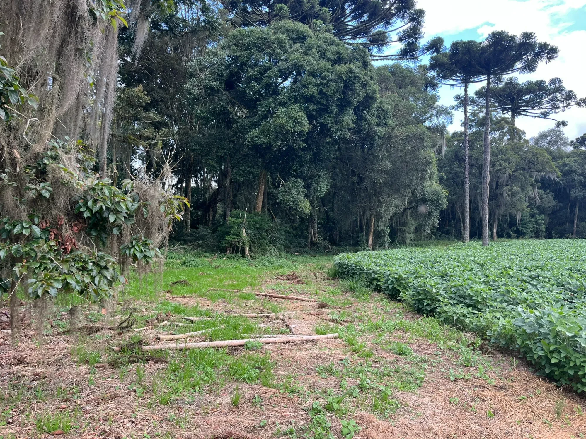 Foto do imóvel: Chácara à Venda, 20000 m² em São Marcos - São José dos Pinhais