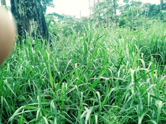 Imagem Fazenda à Venda, 837 HA em Área Rural de Santarém - Santarém
