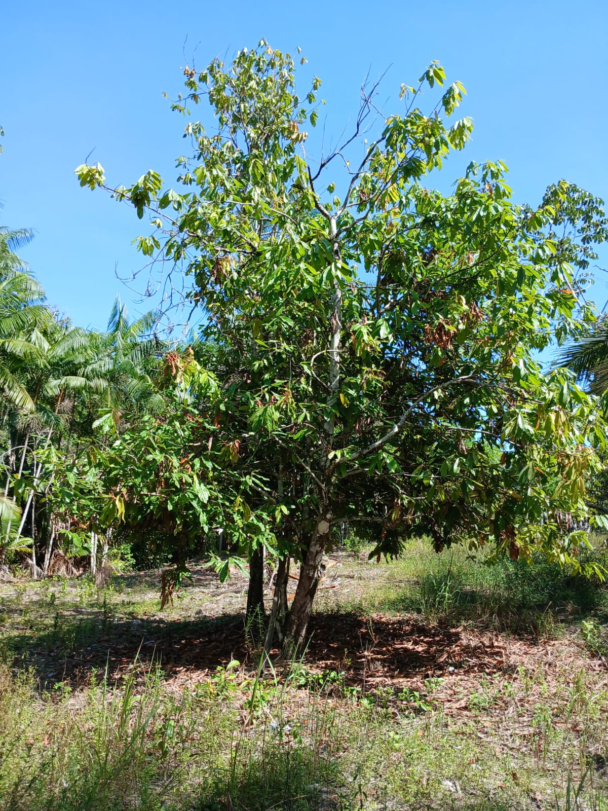 Imagem Terreno à Venda, 80.000 metro em  - Bujaru