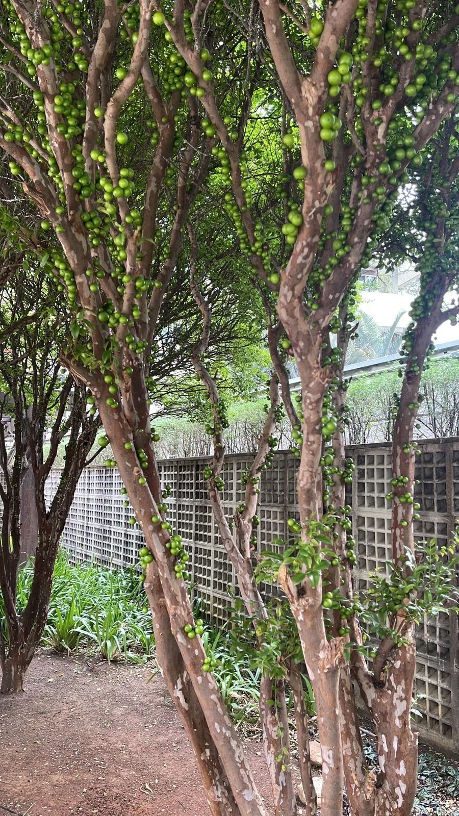 Imagem Apartamento com 2 Quartos à Venda, 80 m² em Paraíso - São Paulo