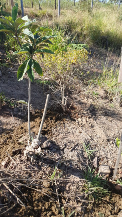Imagem Terreno à Venda, 2.341 m² em Campo LArgo - Jarinu