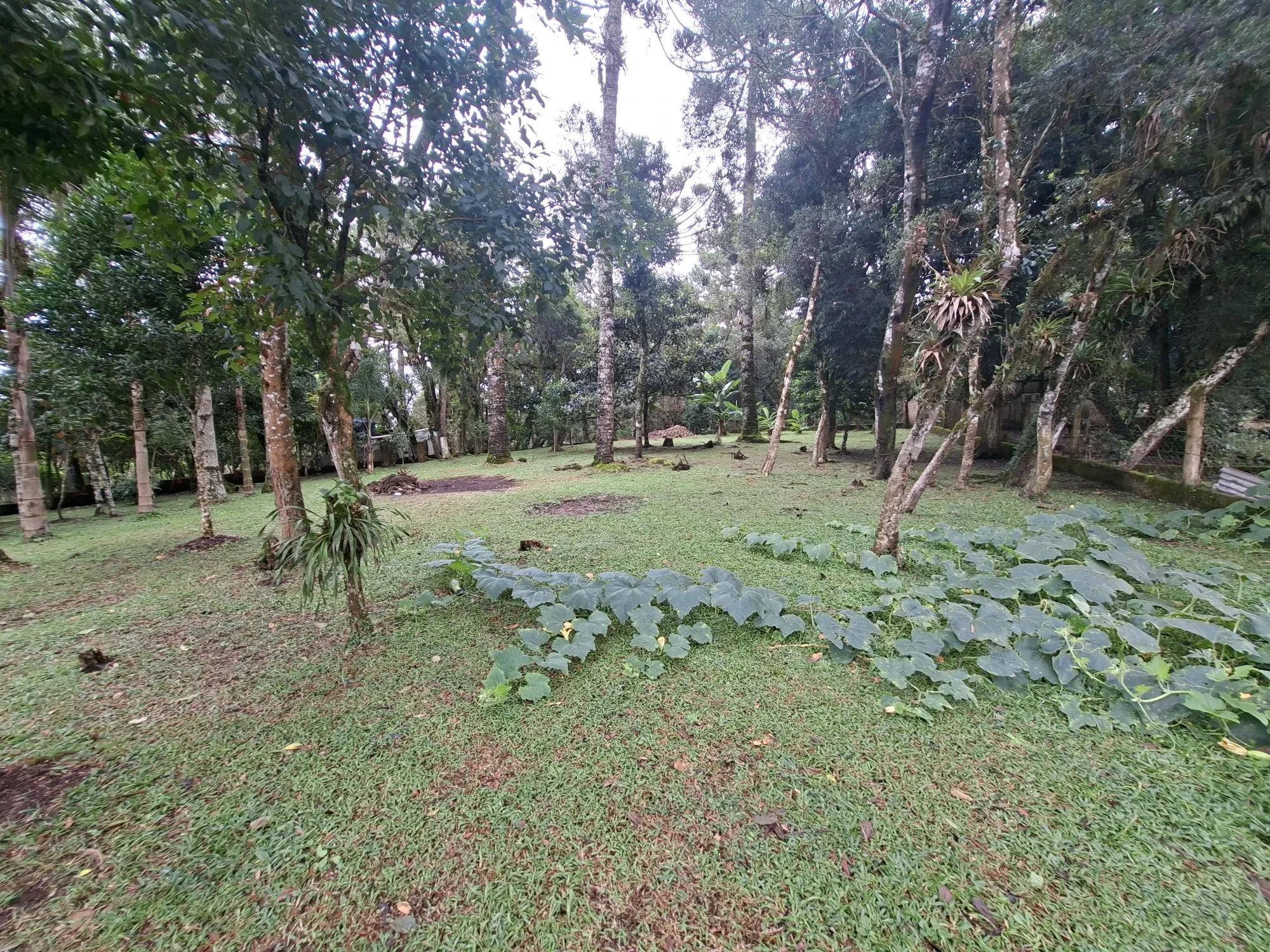 Imagem Chácara com 2 Quartos à Venda, 80 m² em Campo Alto - Tijucas do Sul