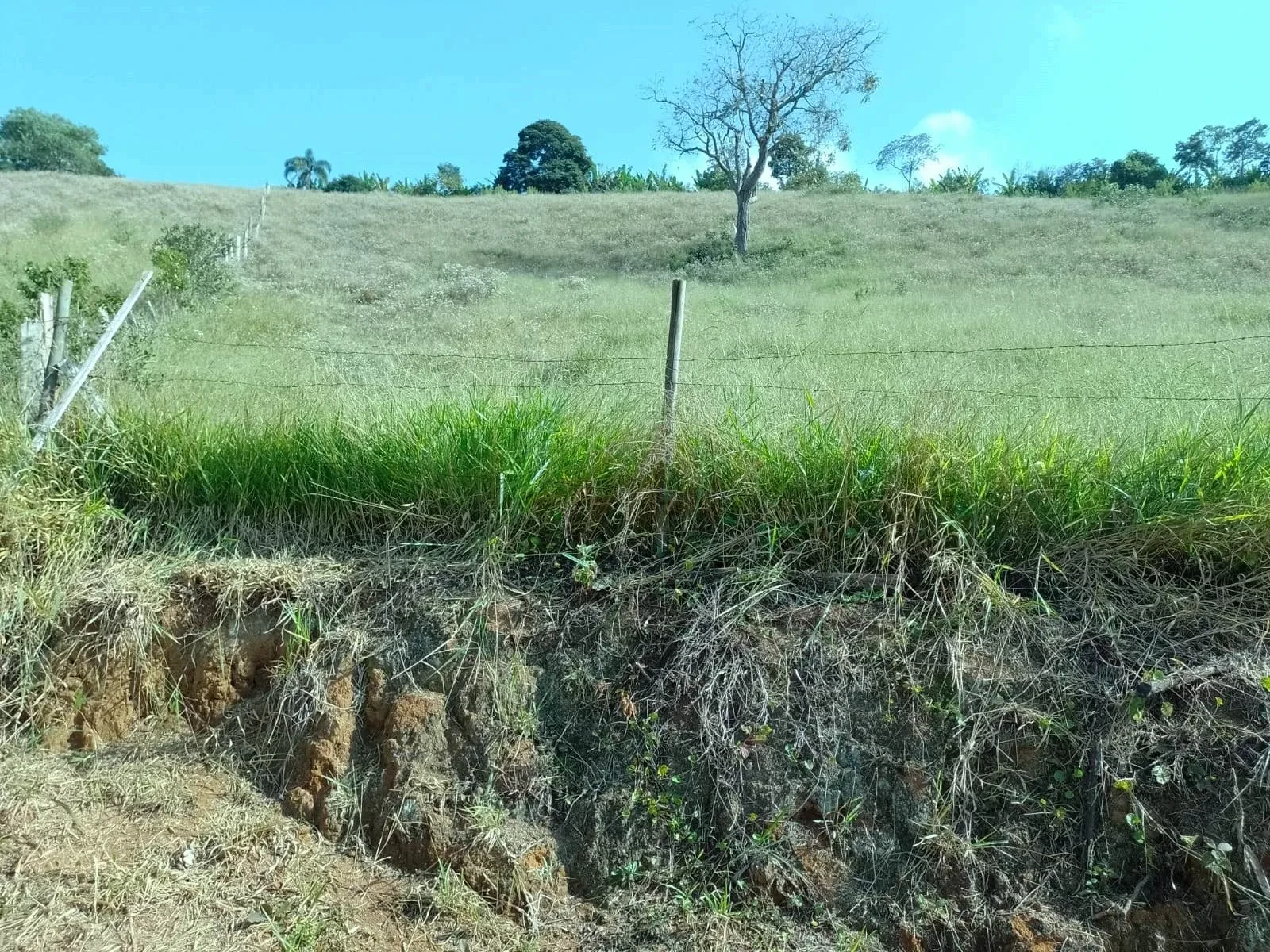 Imagem Fazenda à Venda, 3 Alq. MG em Bandeira do Sul - Bandeira do Sul
