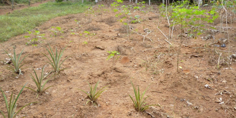 Imagem Chácara com 2 Quartos à Venda, 4.000 m² em Centro - Santa Isabel