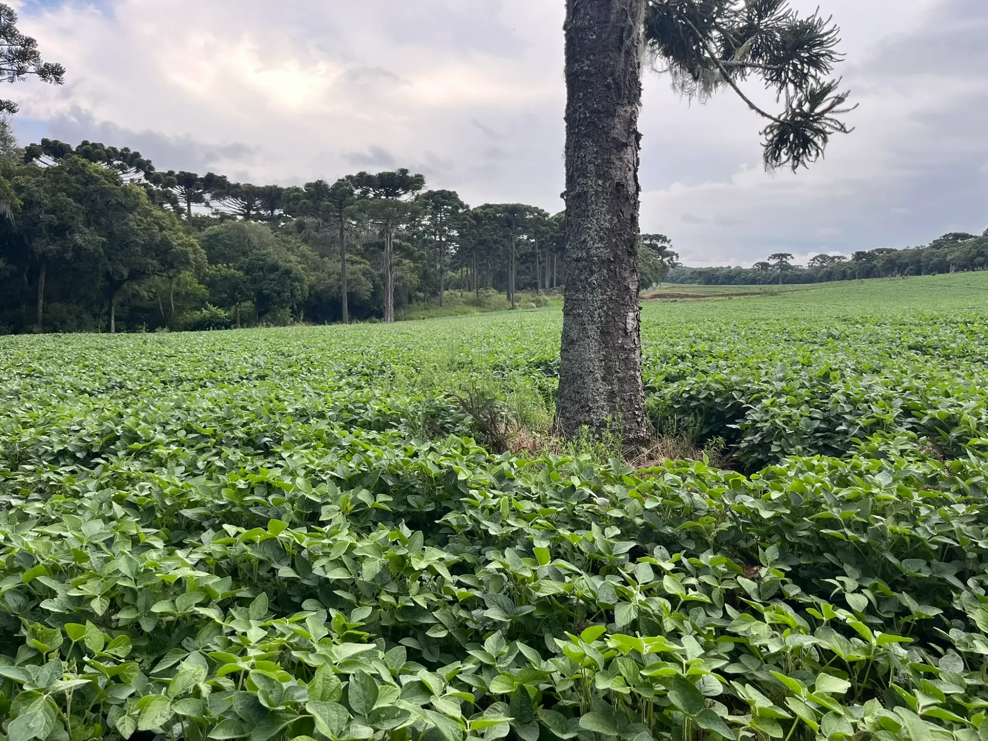 Foto do imóvel: Chácara à Venda, 20000 m² em São Marcos - São José dos Pinhais