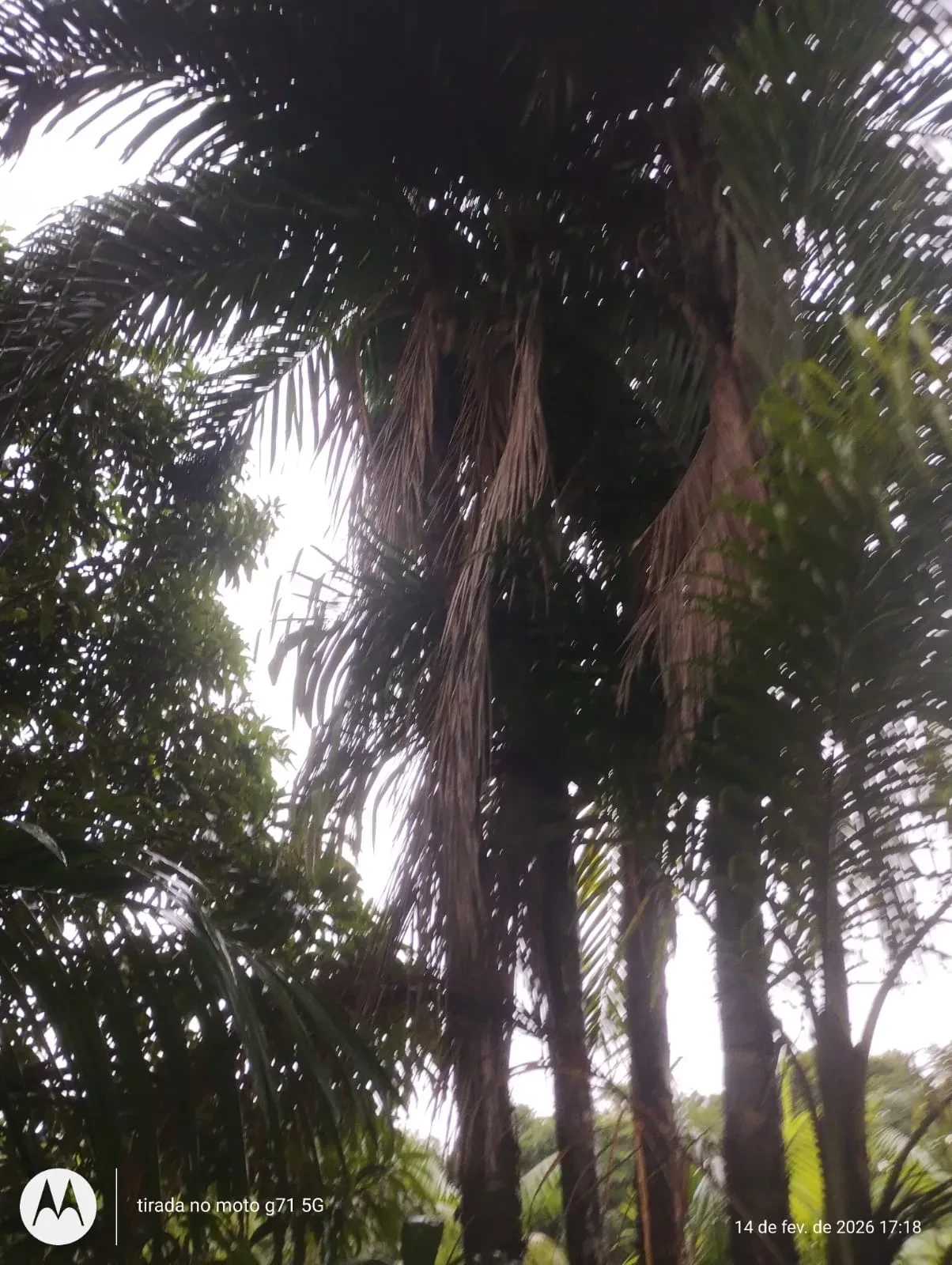 Imagem Fazenda à Venda, 46 HA em Acará - Acará