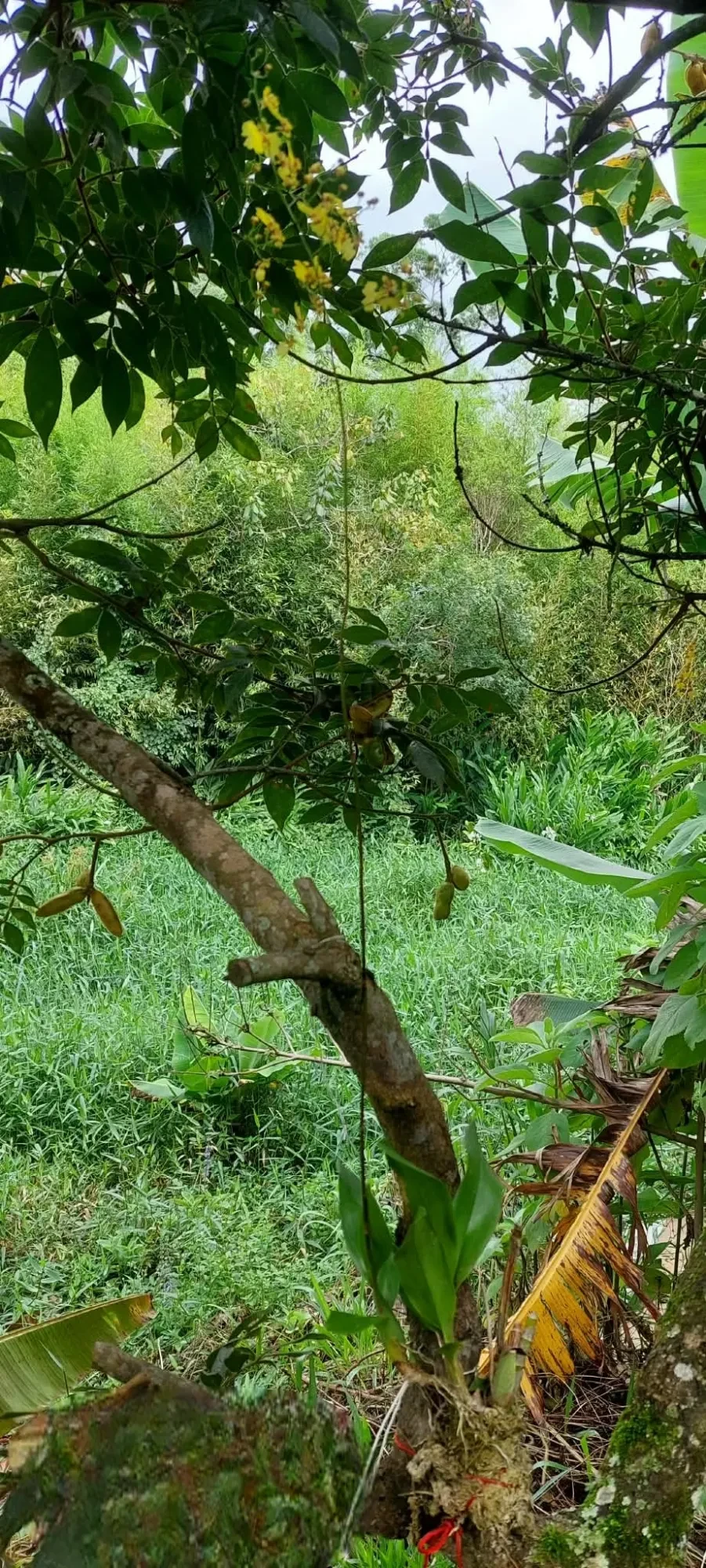 Imagem Chácara com 2 Quartos à Venda, 1500 metros em Vila Moraes - Mogi das Cruzes