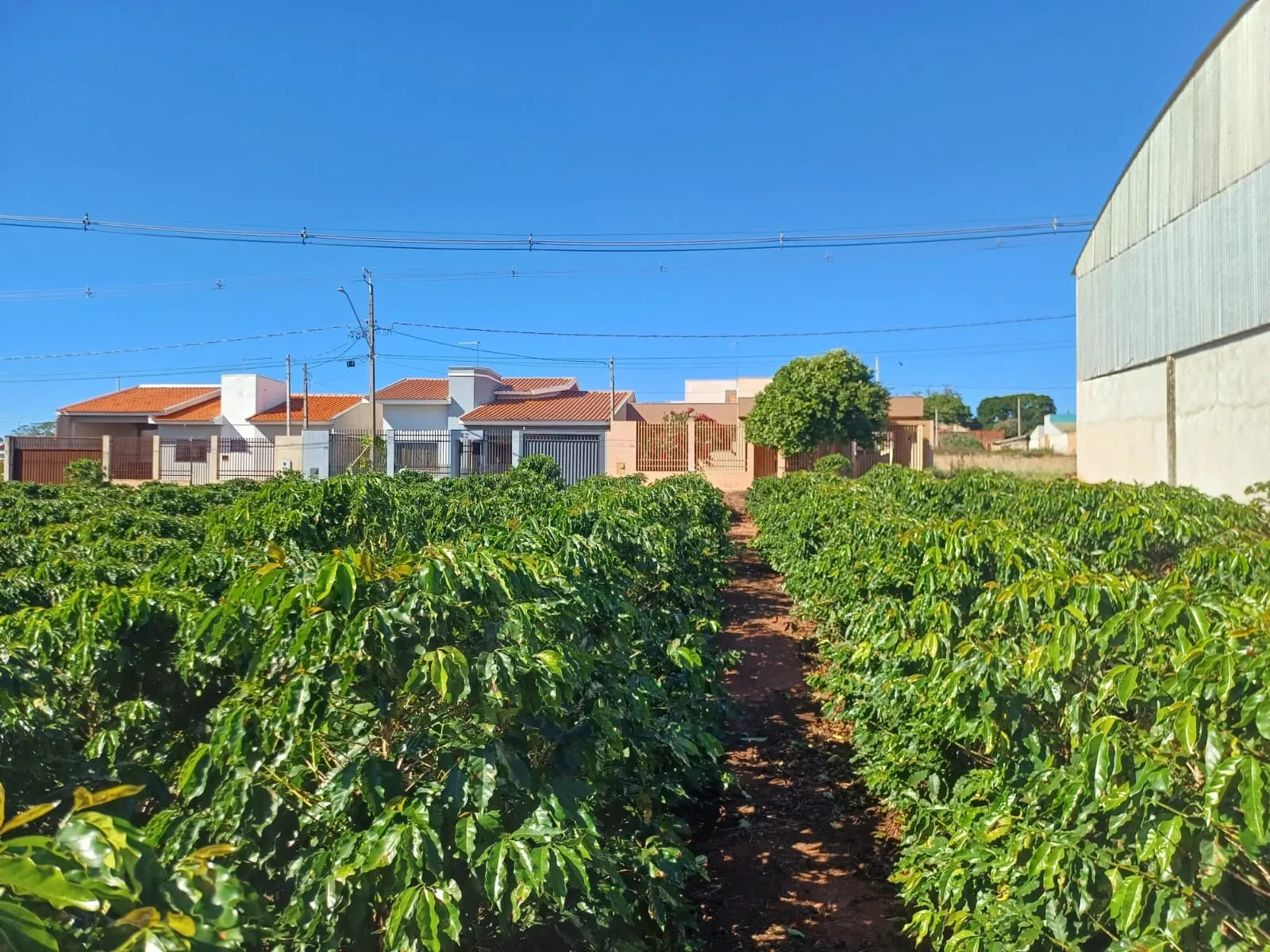 Imagem Chácara à Venda, 4000 m² em Pitangueiras - Pitangueiras